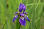 Iris siberica 'Blue King' - Afbeelding 2