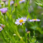 Kalimeris incisa 'Blue Star'