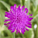 Knautia macedonica