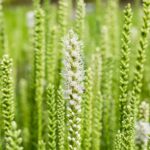 Liatris spicata 'Alba'