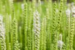 Liatris spicata 'Alba'
