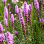Liatris spicata