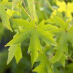 Liquidambar styr. 'Worplesdon'