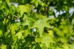 Liquidambar styraciflua