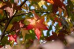 Liquidambar styraciflua - Afbeelding 2