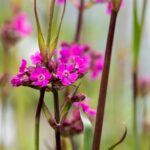 Lychnis viscaria 'Splendens'