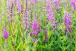 Lythrum salicaria 'Robert'