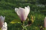 Magnolia 'Heaven Scent'
