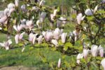 Magnolia 'Heaven Scent' - Afbeelding 2