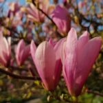 Magnolia soulangeana