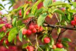 Malus 'Evereste' - Afbeelding 2