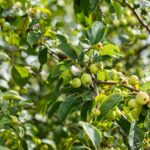 Malus 'Red Sentinel'