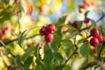 Malus 'Red Sentinel' - Afbeelding 2