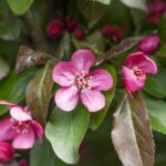 Malus toringo 'Scarlet'