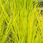 Molinia caerulea 'Heidebraut'