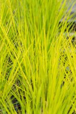 Molinia caerulea 'Heidebraut'