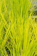 Molinia caerulea 'Heidebraut'