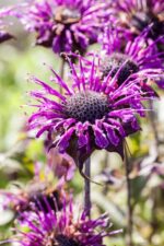 Monarda fistulosa - Afbeelding 2