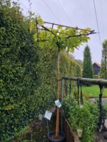 Morus alba 'Fruitless' Dakvorm