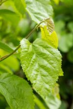 Morus alba 'Fruitless' Dakvorm - Afbeelding 2