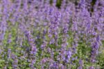 Nepeta 'Walker's Low'