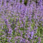 Nepeta 'Walker's Low'