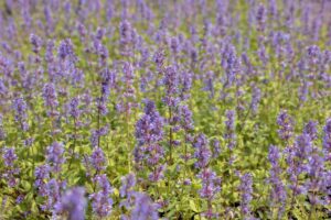 Nepeta r. Grog