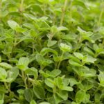 Origanum vulgare 'Compactum'