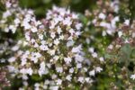Origanum vulgare 'Compactum' - Afbeelding 2