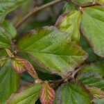 Parrotia persica 'Bella'