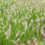 Pennisetum alopecuroides 'Hameln'