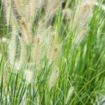 Pennisetum alo  'Little Bunny'