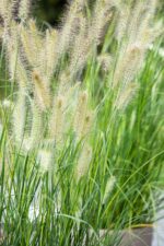 Pennisetum alo  'Little Bunny'