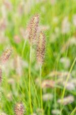 Pennisetum alo  'Little Bunny' - Afbeelding 2