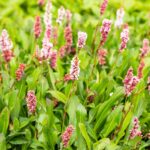 Persicaria aff. 'Superba'