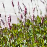 Persicaria affinis ‘Superba’