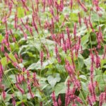 Persicaria amplexicaulis