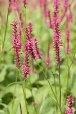 Persicaria amplexicaulis - Afbeelding 2