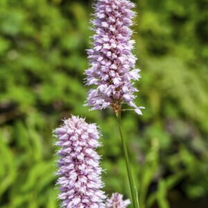 Persicaria bistorta