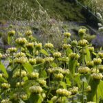Phlomis russeliana