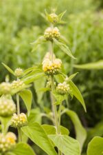 Phlomis russeliana - Afbeelding 2