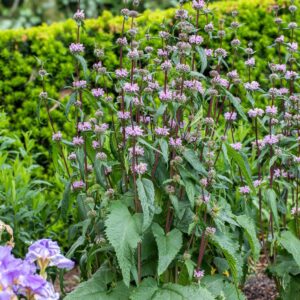 Phlomis tuberosa