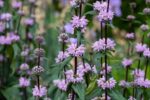 Phlomis tuberosa - Afbeelding 2
