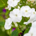 Phlox 'Casablanca'