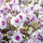 Phlox (P) 'Bright Eyes'