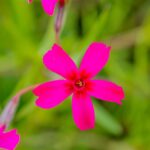 Phlox 'Scarlet Flame'