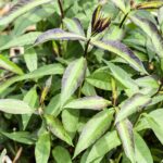 Phlox (P) 'Starfire'