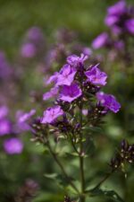 Phlox (P) 'Starfire' - Afbeelding 2