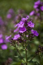 Phlox (P) 'Starfire' - Afbeelding 2