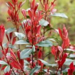 Photinia fraseri 'Carré Rouge'